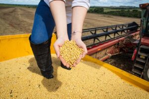 Cultivo de grãos cresce em Goiás; estado é responsável por 10,7% da produção nacional