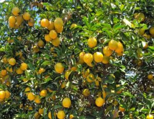 Goiás ocupa a 8ª posição em produção de citros no país
