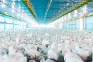 Estabelecimentos comerciais avícolas têm até 31 de janeiro para se registrarem ou renovarem cadastro junto à Agrodefesa: objetivo é evitar foco de gripe aviária no estado 